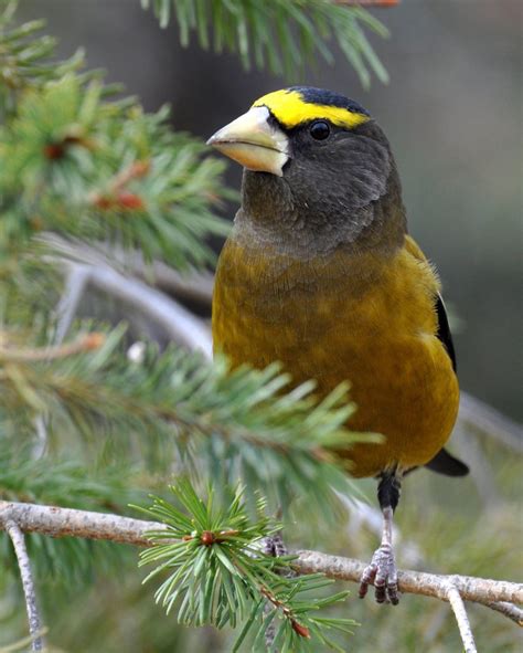 Evening Grosbeak - FeederWatch