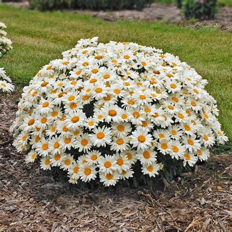 Shasta Daisy Seeds Chrysanthemum Maximum Seeds Organic Non GMO | Etsy