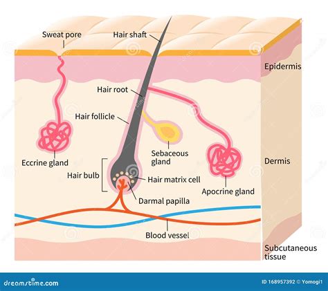 Structure Apocrine Sweat Gland. Infographics. Vector Illustration On ...