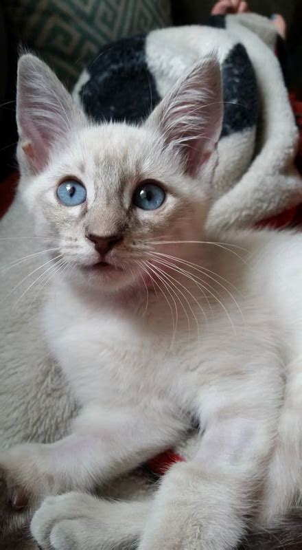 Lilac Point Siamese Cat (2022) | 12 Things You Need to Know I ...