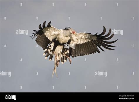 Secretary bird flying hi-res stock photography and images - Alamy