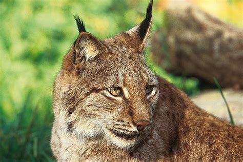 Eurasian Lynx Habitat