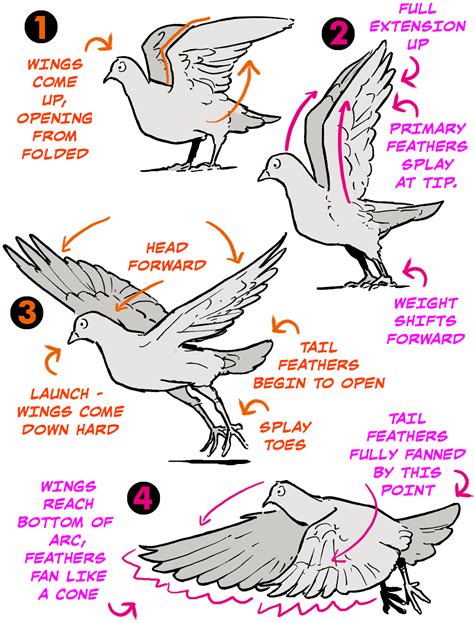 Folded Bird Wing Anatomy