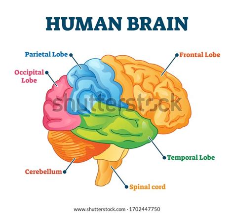 3,163 Brain Internal Structure Images, Stock Photos & Vectors ...