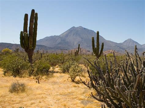 Desert Cactus Plants | through the Gobi desert of Mongolia, he is sure ...