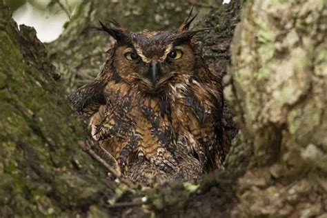 Owls in Kansas (8 Different Species) - Bird Feeder Hub