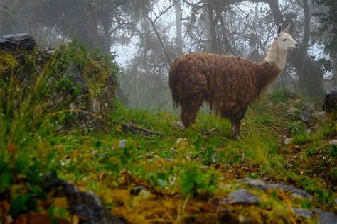 Destinations: Amazonas, Peru - Expedition Portal