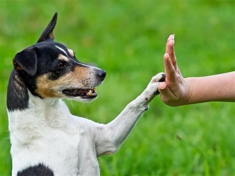 Three Fun Tricks to Teach Your Dog