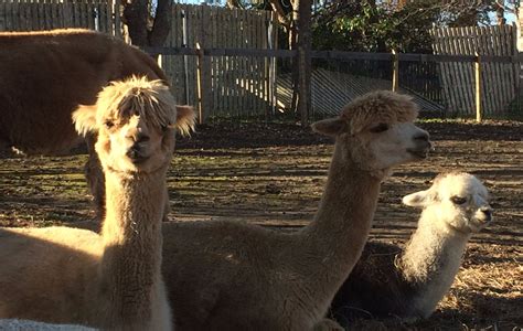 Alpaca Farm Open House December 2nd – Hope Alpaca Farm