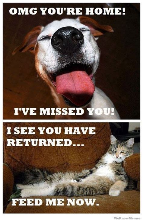 15 Cat Vs. Dog Memes To Show Who's The Boss | Funny animal pictures ...