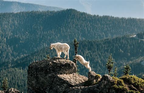 Mountain Goats