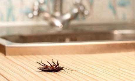 Cockroach Extermination Services | Expert Pest Control