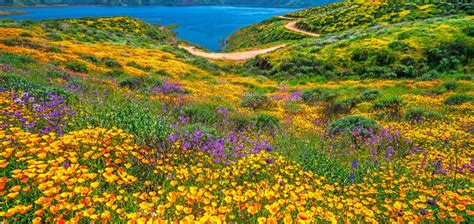 The Most Beautiful Places to See California Wildflowers