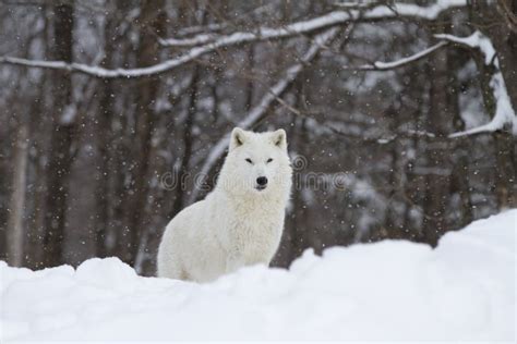 An Arctic Wolf Hunting in the Falling Snow on a Cold Winter Day in ...