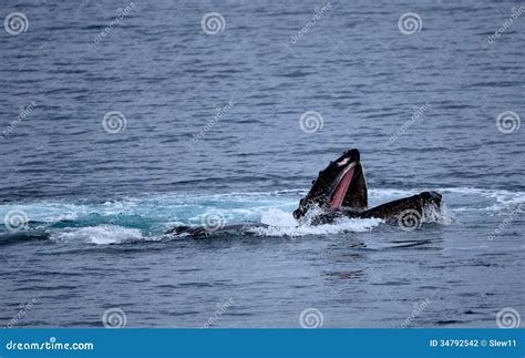 Humpback Whale Feeding stock photo. Image of south, majestic - 34792542