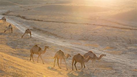 10 stunning photographs of Israel's deserts | Touchpoint Israel