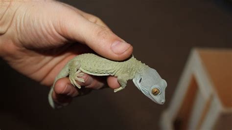 Tokay Gecko Morphs: Your Guide For 2024 | Pet Engineers