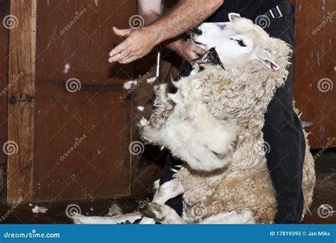 Sheep Shearing - New Zealand Stock Image - Image of scissor, hard: 17819393