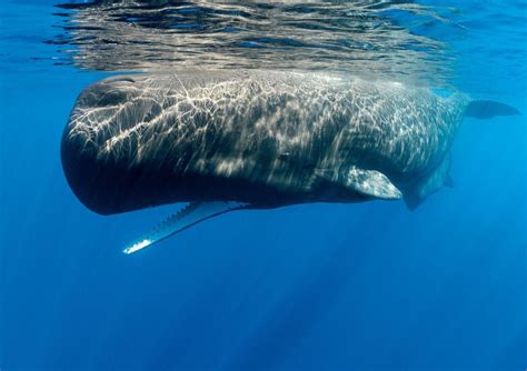 An Unforgettable Encounter: Diving with Sperm Whales in Dominica