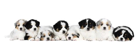 Dog cloning: Consider pros, cons before deciding to copy your dog