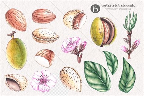 Watercolor Almond Watercolor Clipart PNG – MasterBundles