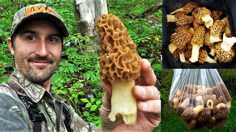 30 Best Morel Mushrooms Hunting - Best Recipes Ideas and Collections