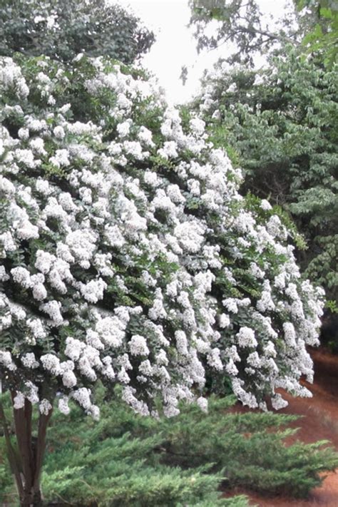 White Crepe Myrtle Tree | ubicaciondepersonas.cdmx.gob.mx