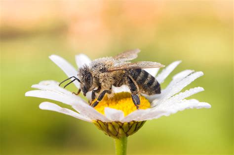 European honey bee, Apis mellifera - Artur Rydzewski nature photography