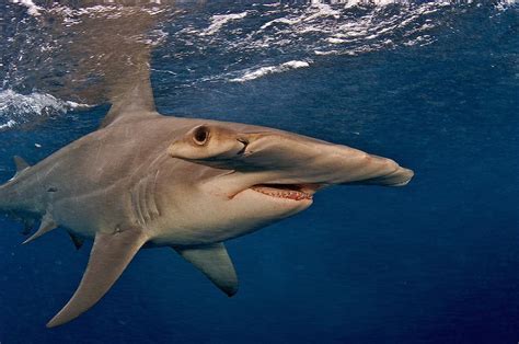 Lawsuit to protect Mexican hammerhead sharks - SharkNewz