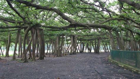 The great banyan tree of Howrah | Banyan tree, Tree, Beautiful tree