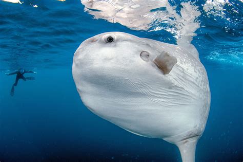 Giant Ocean Sunfish Filmed Off The Coast Of California