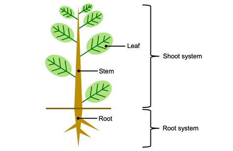 Introduction to Vascular Plant Structure - Digital Atlas of Ancient Life