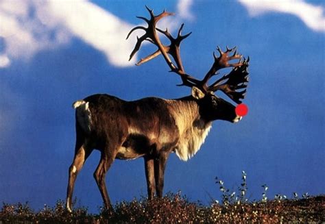 Caribou: Reindeer fact every one should know - Montana Hunting and ...