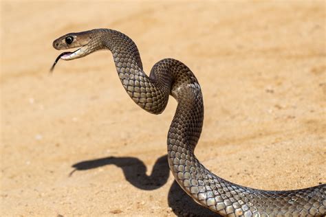 Deadly Snake Bites Catcher by Launching Itself With Mouth Open, Fangs ...