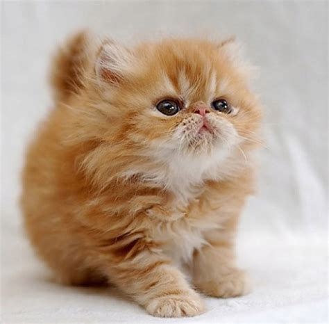 cutest-cat-breeds-01 – Easyday