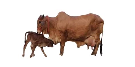 Sahiwal Cattle, Everything You Need To Know | Farming Base