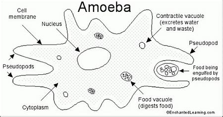 Amoeba: Definition, Structure, Classification, Nutrition