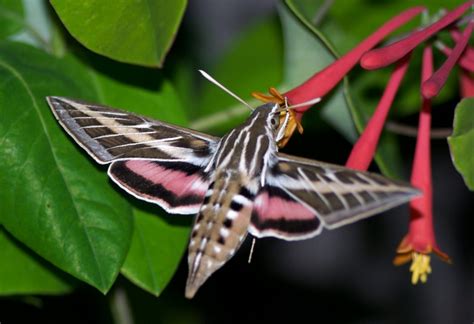 White-lined sphinx moth - Florida Wildflower Foundation