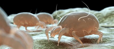 Bed Bugs vs. Dust Mites: What's the Difference? | JP Pest Services