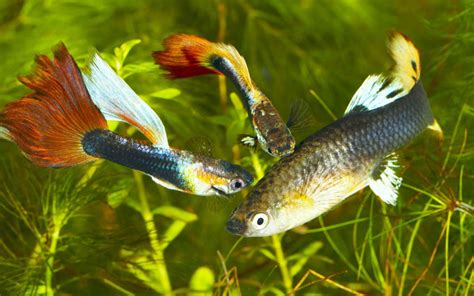 Guppies Mating Behavior - Guppy Fish Breeding Ritual (Video)