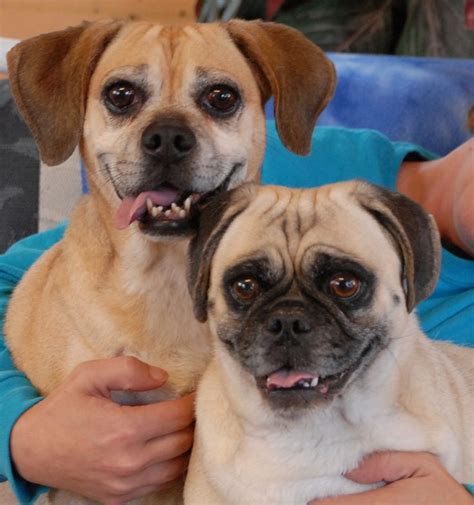 Dawn & Vito are Puggles (Pug & Beagle mixes) with delightful, sunny ...