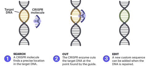 CRISPR genome editing - Recent advances and Cas variants