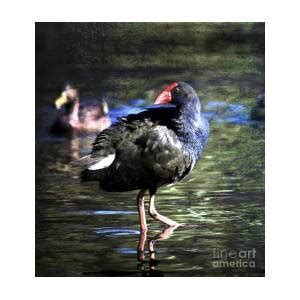 Pukeko Bird Photograph by Karen Lewis | Fine Art America