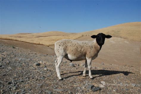 Animals of Farm Sanctuary — The Blind Sheep Named Dan Who Helped Us See ...