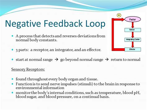 Negative Feedback Loop Diagram Body Temperature