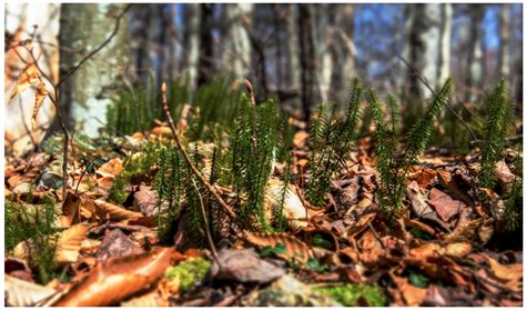 FAVORITE SPRINGTIME HIKES — Manchester Vermont