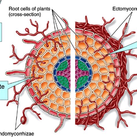 Exam Preparation - Biology Study Material and Notes