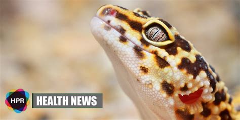 Geckos Can Regenerate Brain Cells and This Could Help Replace Damaged ...