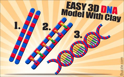 How to Make a 3D DNA Model Project - Biology Wise