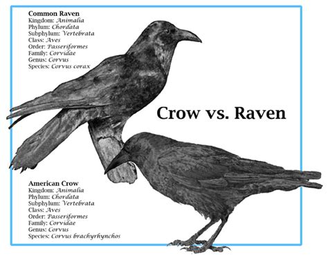 crow and raven myths | Mary C Simmons